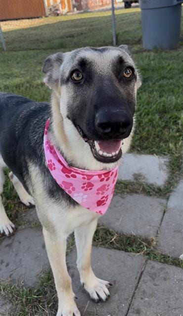 Photo of Natalia, adoptable German Shepherd Dog in Rosenberg, Texas