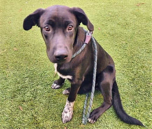 Photo of Speckies, adoptable German Shepherd Dog in San Jose, California