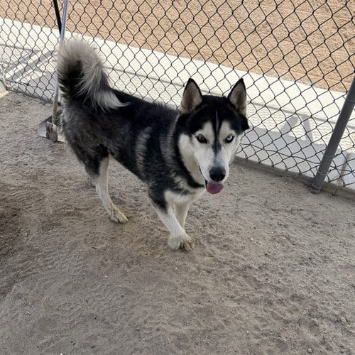 Photo of Chuck, adoptable Siberian Husky in Thousand Palms, California