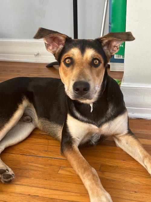 Photo of Sully, adoptable Hound in Los Angeles, California