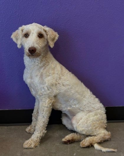Photo of Shelby, adoptable Poodle - Standard mix