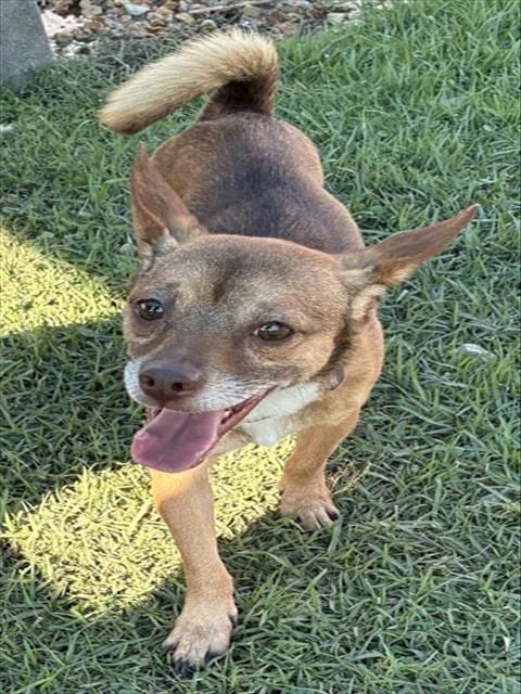 Photo of Dane, adoptable Chihuahua in San Bernardino, California