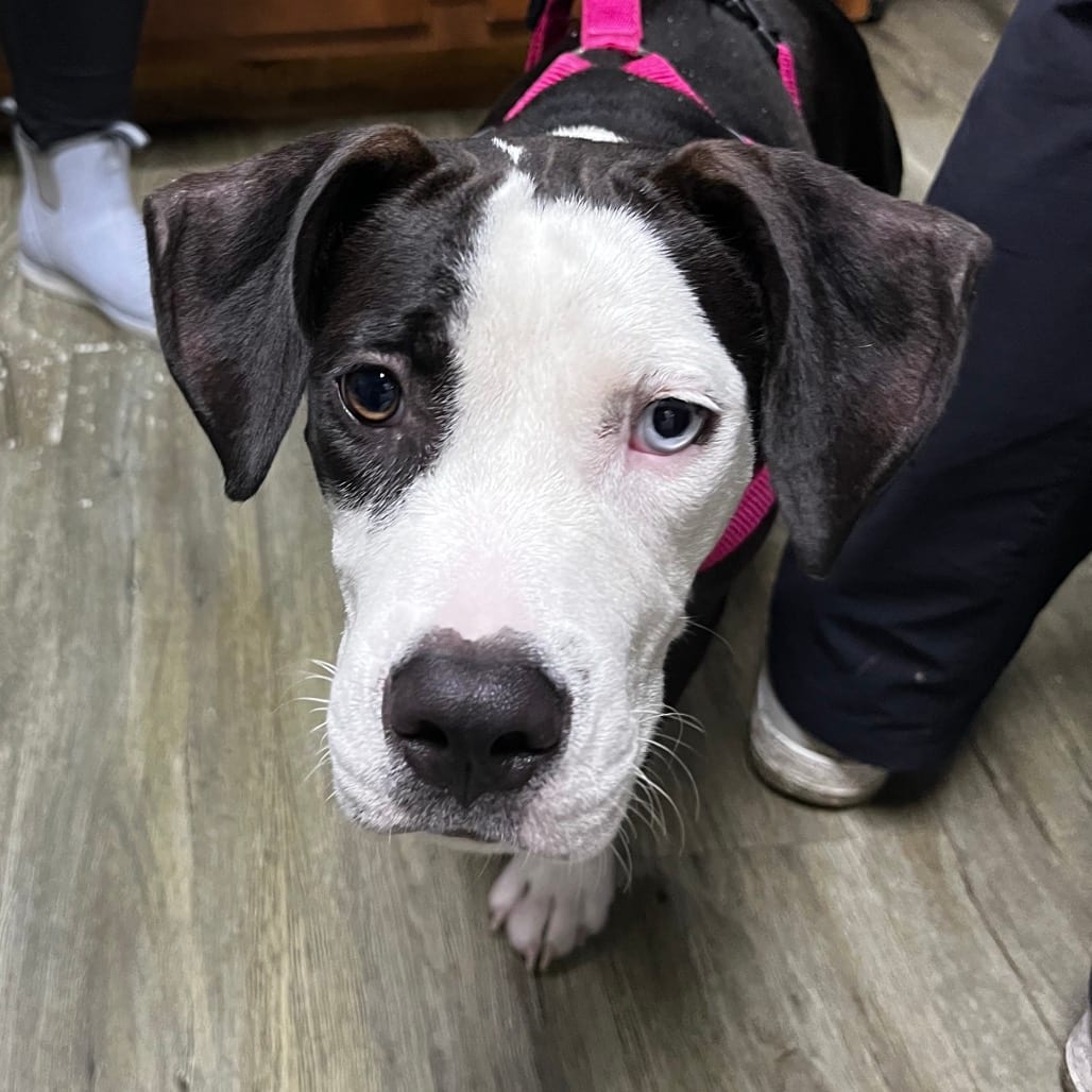 Photo of Dahlia, adoptable Mixed Breed (Medium) in Summerville, South Carolina