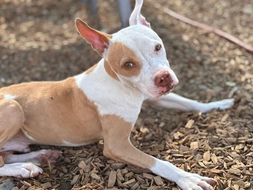 Photo of Hunter, adoptable Pit Bull Terrier in Albuquerque, New Mexico