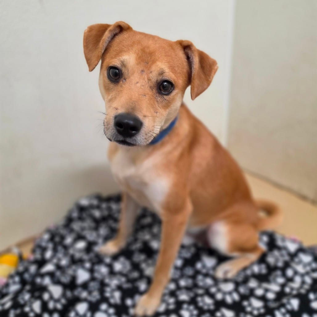 Photo of Dave Miller - City of Industry Location, adoptable Terrier / Mix