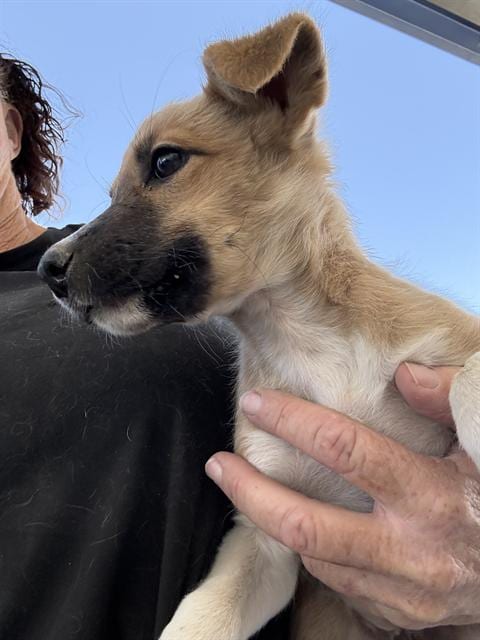 Photo of Waffles, adoptable Husky in Bakersfield, California