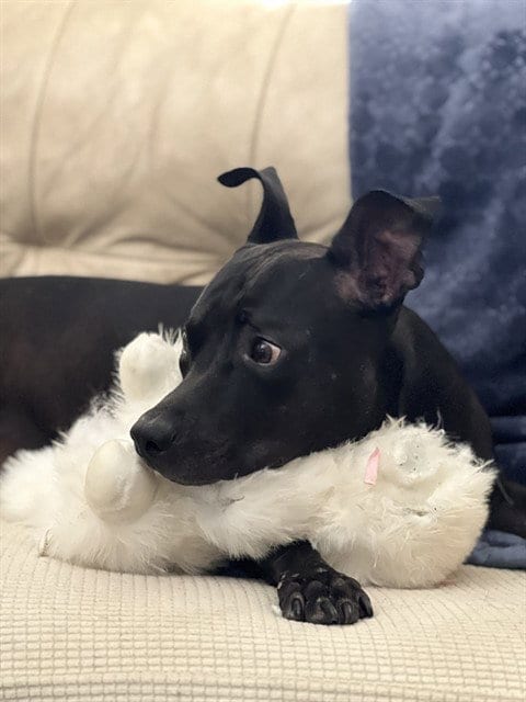 Photo of Niko, adoptable Staffordshire Bull Terrier in Phoenix, Arizona