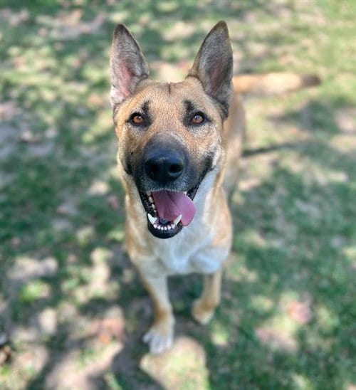 Photo of Ritz, adoptable German Shepherd Dog in Riverside, California