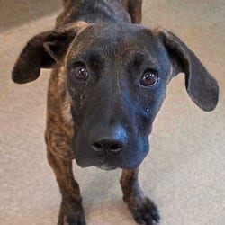 Photo of Yazoo City, adoptable American Pit Bull Terrier Mixed Breed (Medium) in Chatham, Virginia