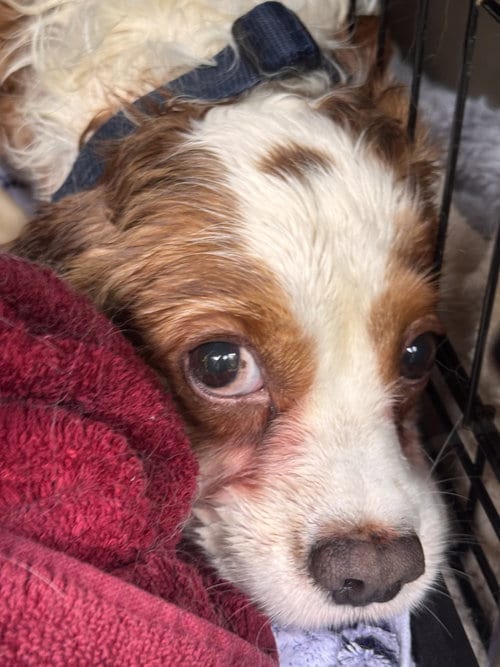 Photo of Milos (in foster), adoptable Cavalier King Charles Spaniel in Pottstown, Pennsylvania
