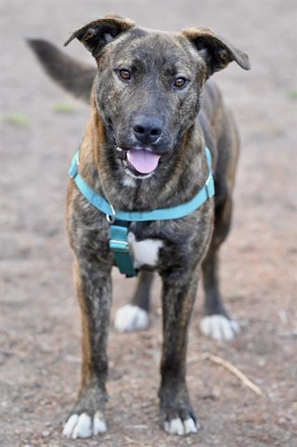 Photo of Leon, adoptable Pit Bull Terrier in Santa Cruz, California