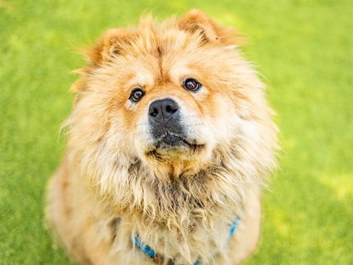 Photo of Mufasa, adoptable Chow Chow in San Jose, California