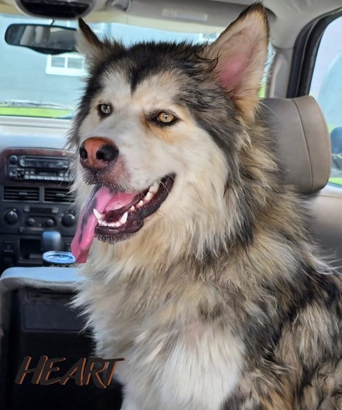 Photo of Choco, adoptable Siberian Husky in Severn, Maryland
