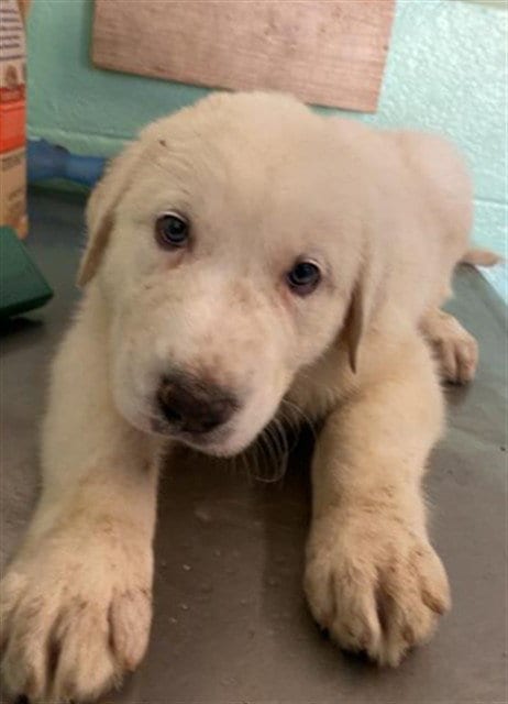 Photo of Aspen, adoptable Anatolian Shepherd in Sacramento, California
