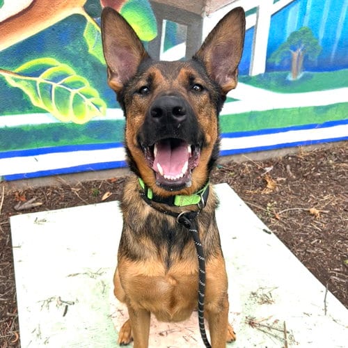 Photo of Zeke, adoptable Shepherd in Oakland, California