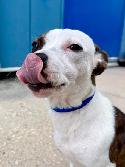 Photo of Vivian, adoptable Mixed Breed in New Orleans, Louisiana