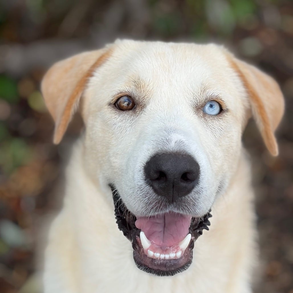 Photo of Azul 26-08-001, adoptable Retriever, Labrador / Mixed Breed (Medium) in Bastrop, Texas