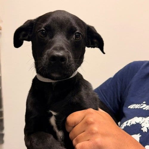 Photo of Daphne, adoptable Unknown breed in Rancho Santa Fe, California