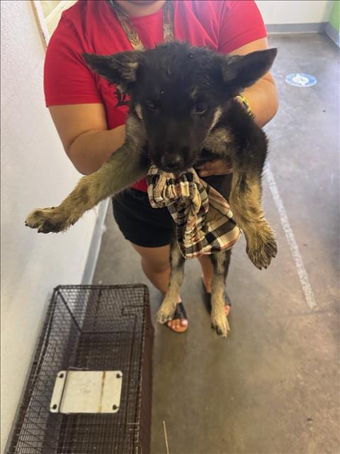 Photo of Norman, adoptable German Shepherd Dog in Los Angeles, California
