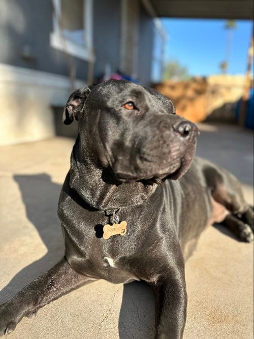 Photo of Muneca, adoptable Rottweiler in San Diego, California