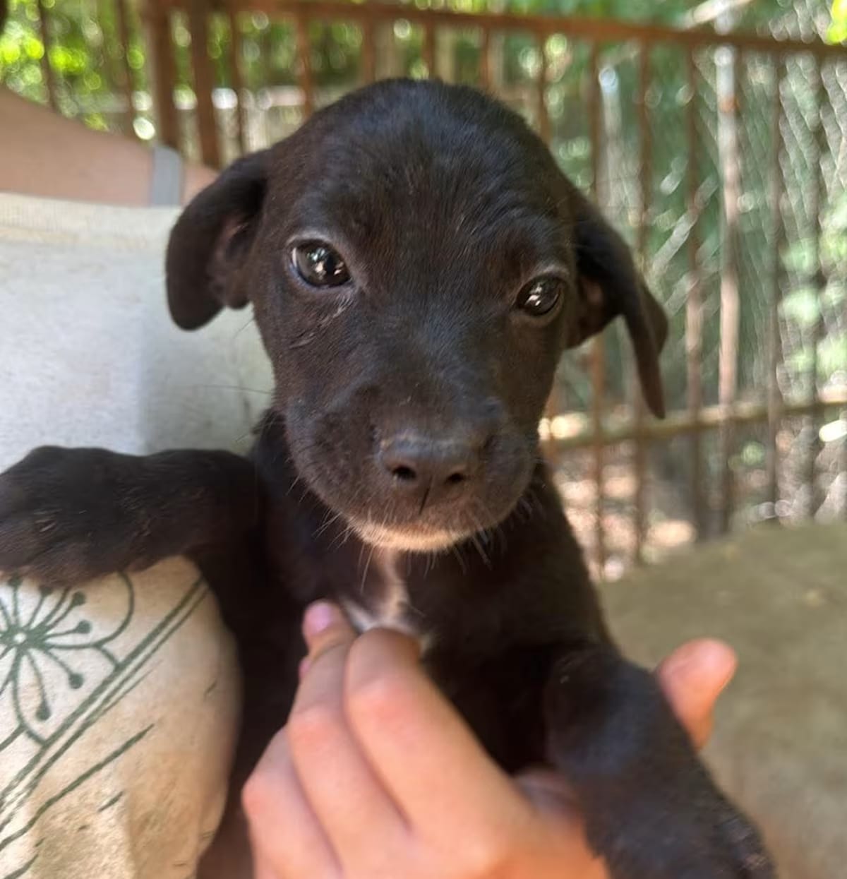 Photo of Daisy, adoptable Labrador Retriever in Staten Island, New York