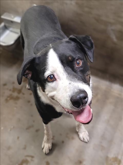 Photo of Moe, adoptable Border Collie in Van Nuys, California