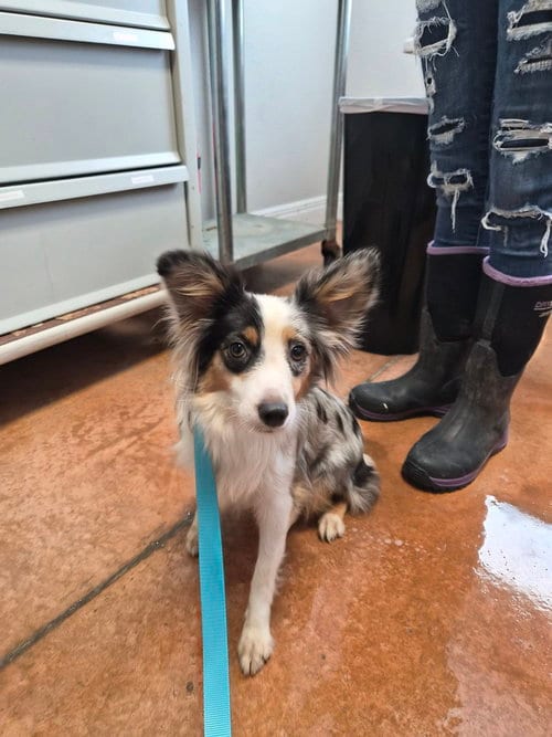 Photo of Lil Bit, adoptable Australian Shepherd in Bolivar, Missouri