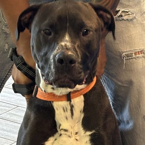 Photo of Mochi, adoptable Boxer in Maryland, Missouri