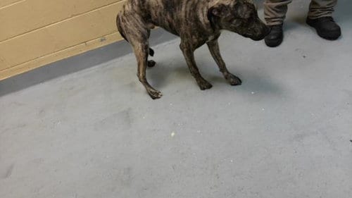 Photo of Picante, adoptable Pit Bull Terrier in Tulsa, Oklahoma