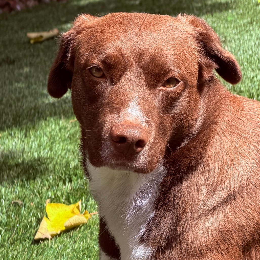 Photo of Pixie, adoptable Mixed Breed (Medium) in San Francisco, California