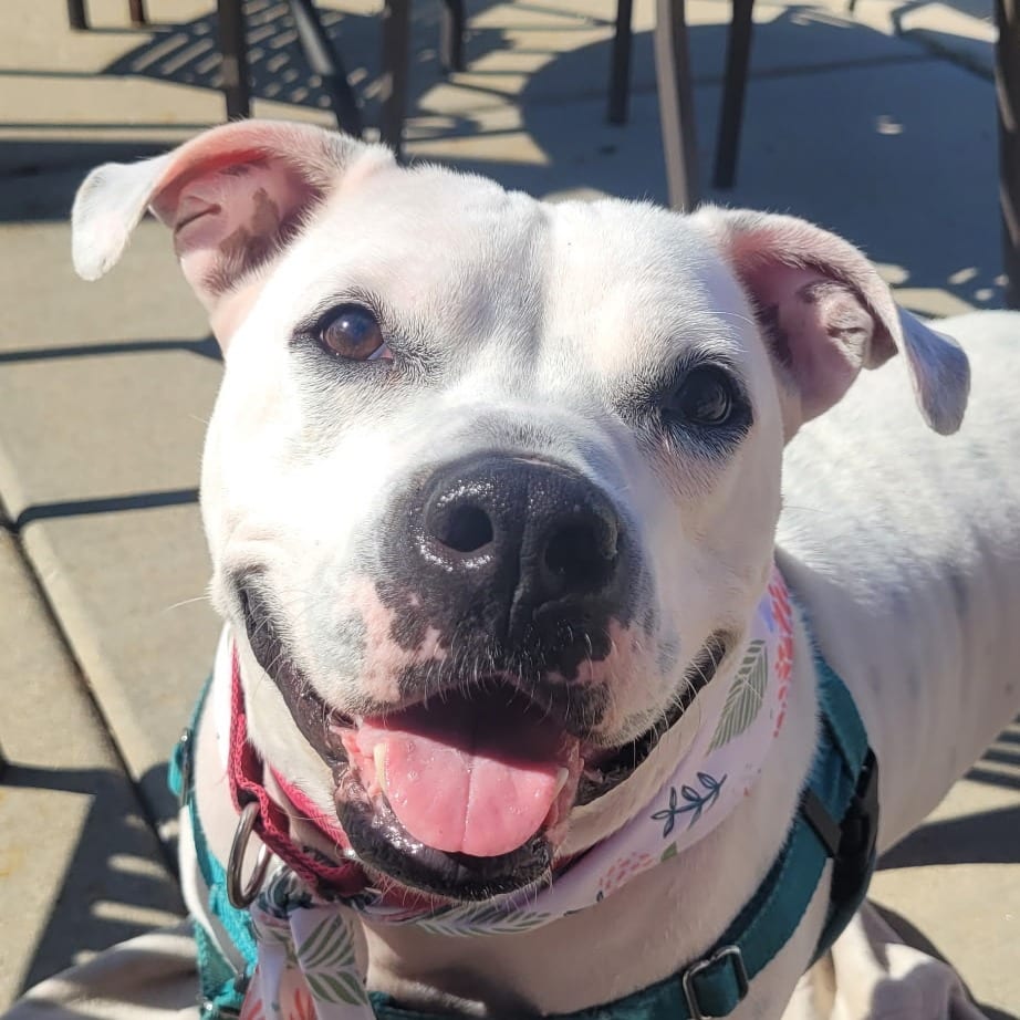 Photo of Helen, adoptable Bulldog in South Elgin, Illinois