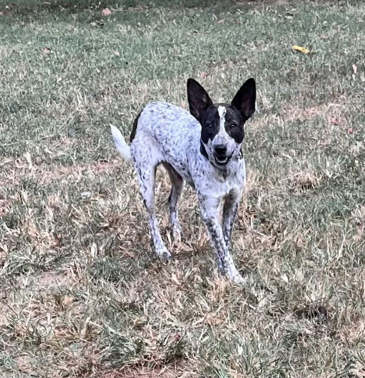 Photo of Thunder, adoptable Australian Cattle Dog/Blue Heeler in Brighton, Tennessee