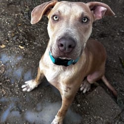 Photo of Kua-tine, adoptable American Pit Bull Terrier in Stephenville, Texas