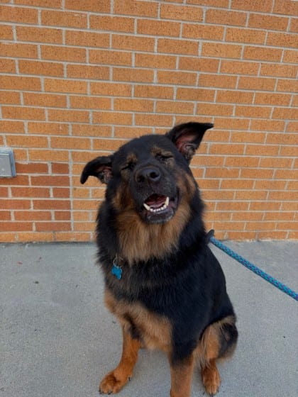 Photo of Wuffy, adoptable dog in Chamblee, Georgia