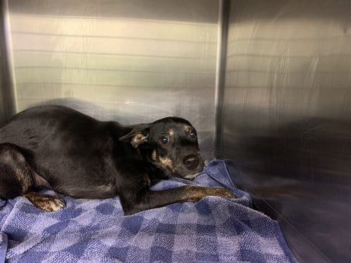 Photo of Astria, adoptable Belgian Shepherd Malinois in Grand Prairie, Texas