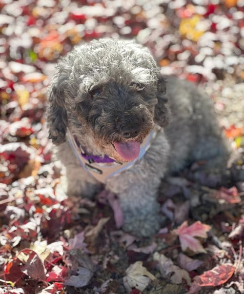 Photo of Ella, adoptable Poodle (Miniature) in Wheaton, Illinois