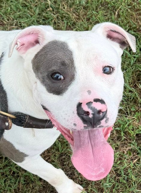 Photo of Marco, adoptable American Pit Bull Terrier in Carrollton, Georgia