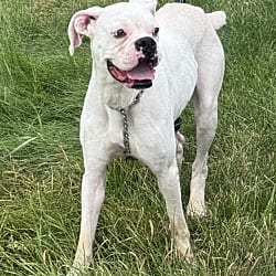 Photo of Pearl, adoptable Boxer in Yorkville, Illinois