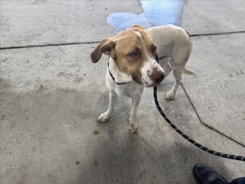 Photo of Howl Hogan, adoptable Pit Bull Terrier in Texas City, Texas
