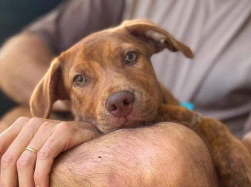 Photo of Gus, adoptable Hound in Mount Laurel, New Jersey