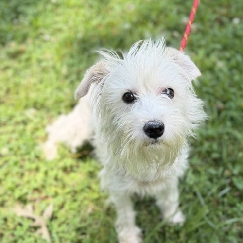 Photo of Milo Boo, adoptable Schnauzer in Yardley, Pennsylvania