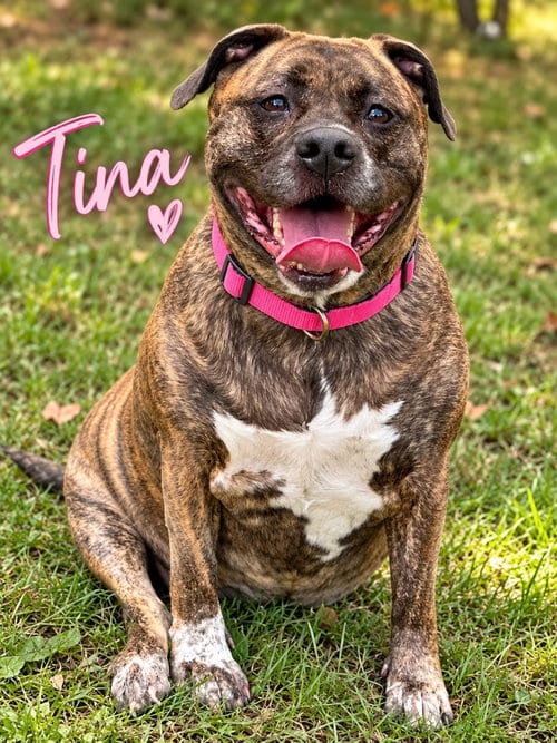 Photo of Tina, adoptable Mastiff in Jackson, New Jersey