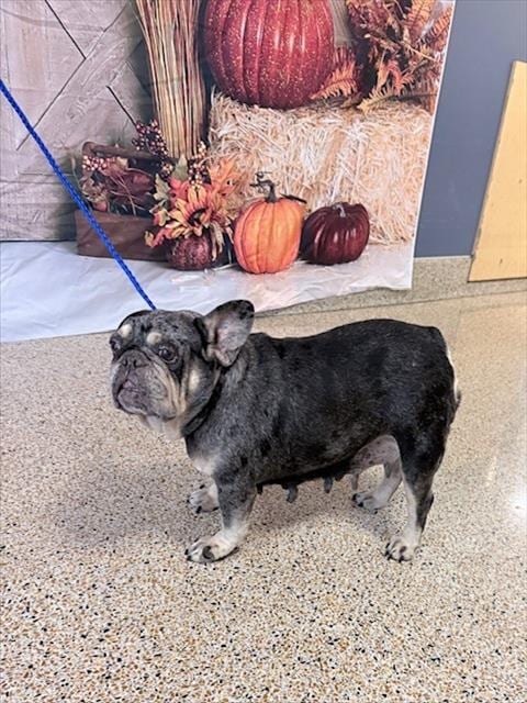 Photo of Luna, adoptable French Bulldog in Miami, Florida