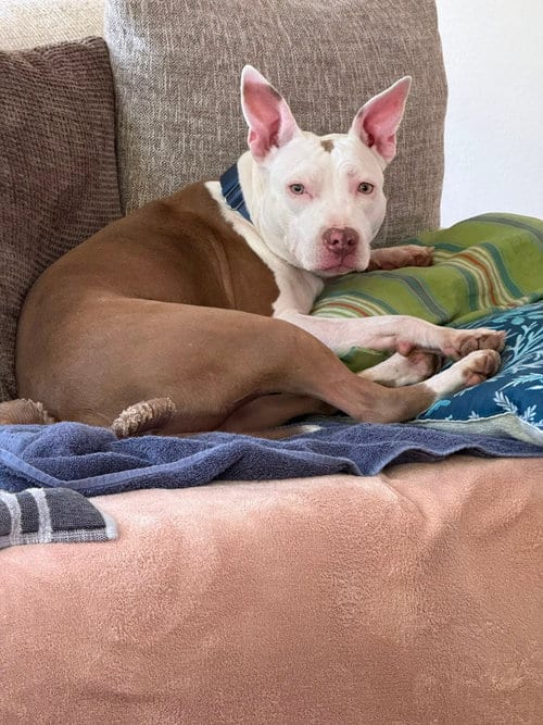 Photo of Abby, adoptable Pit Bull Terrier in Chula Vista, California