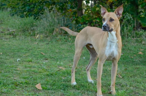 Photo of Arthur, adoptable Shepherd in Brick, New Jersey