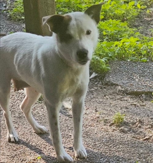Photo of Stacy, adoptable Australian Cattle Dog/Blue Heeler in Brooklyn Center, Minnesota