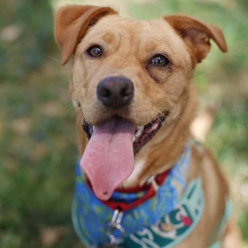 Photo of Dahlia, adoptable Labrador Retriever in San Antonio, Texas