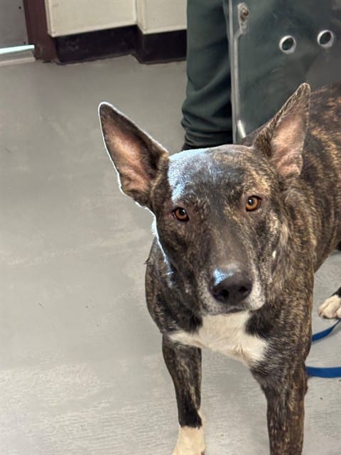 Photo of Senior Bull Terrier mix, adoptable Bull Terrier mix in Bakersfield, California