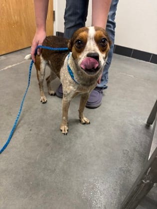 Photo of Gigi, adoptable dog in Farmington, New Mexico