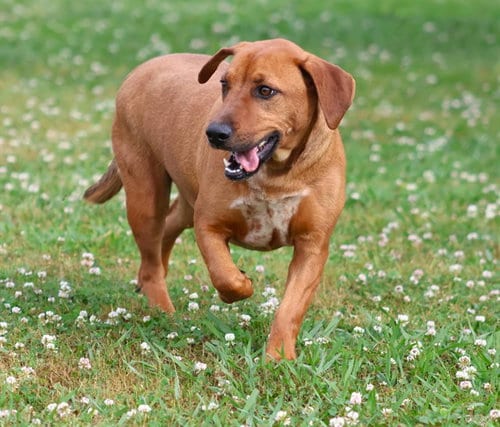 Photo of Pepper, adoptable Dachshund in Grovetown, Georgia